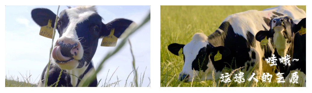 花花牛丨每天一杯奶，幸福健康喝出來?。?！