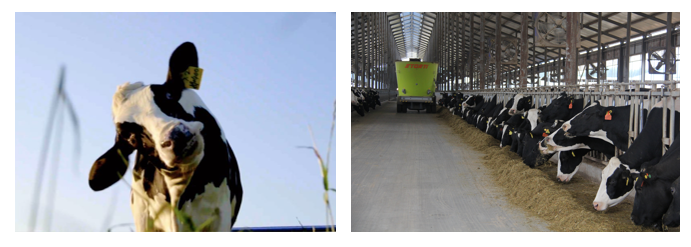 花花牛丨每天一杯奶，幸福健康喝出來?。?！