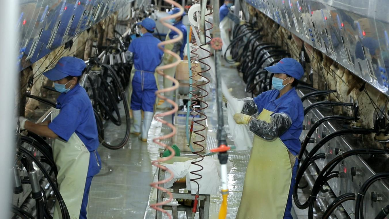 花花牛丨河南農業(yè)大學黨委副書記、校長介曉磊一行蒞臨花花牛河南瑞亞參觀調研