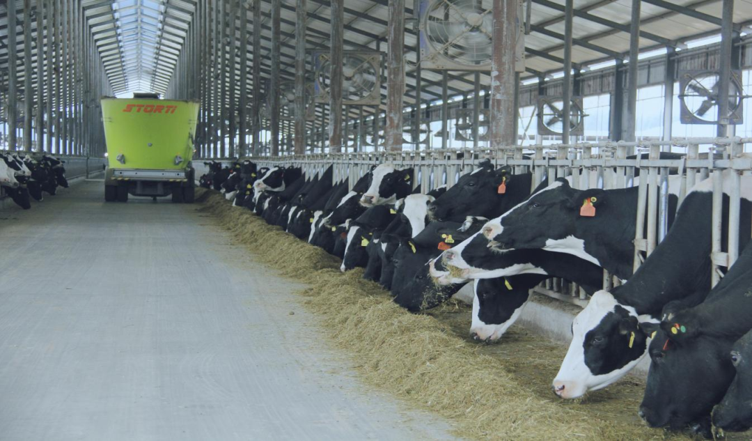 北京大學(xué)南南合作與發(fā)展學(xué)院教授、全球伙伴關(guān)系主任周詠梅一行蒞臨花花牛平輿瑞亞牧業(yè)參觀調(diào)研