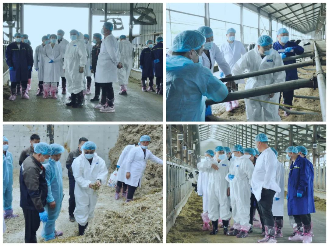 花花牛丨國(guó)家奶牛產(chǎn)業(yè)技術(shù)體系首席科學(xué)家、中國(guó)農(nóng)業(yè)大學(xué)教授李勝利一行蒞臨花花牛魯山瑞亞參觀調(diào)研