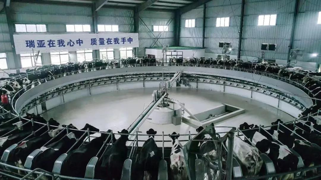 花花牛丨駐馬店市遂平縣政協(xié)黨組書記、主席張衛(wèi)東一行蒞臨花花牛魯山瑞亞牧場參觀