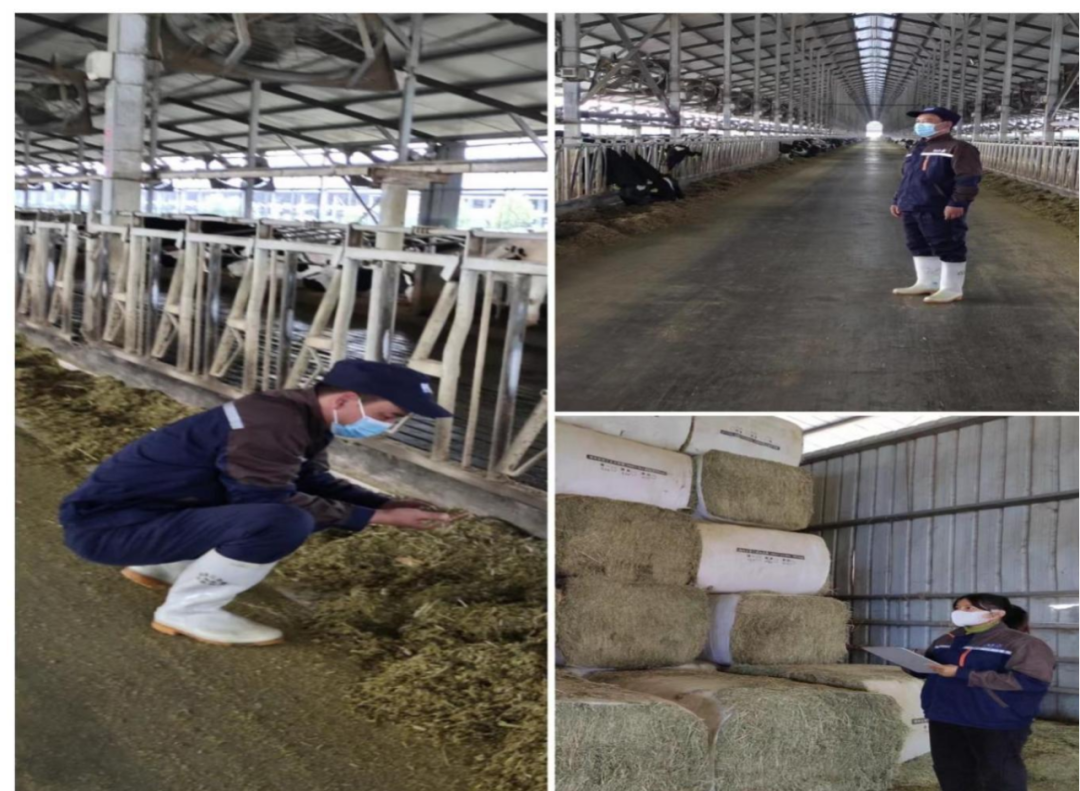 花花牛丨點點微光匯星河——養(yǎng)殖事業(yè)部抗疫保生產(chǎn)側(cè)記