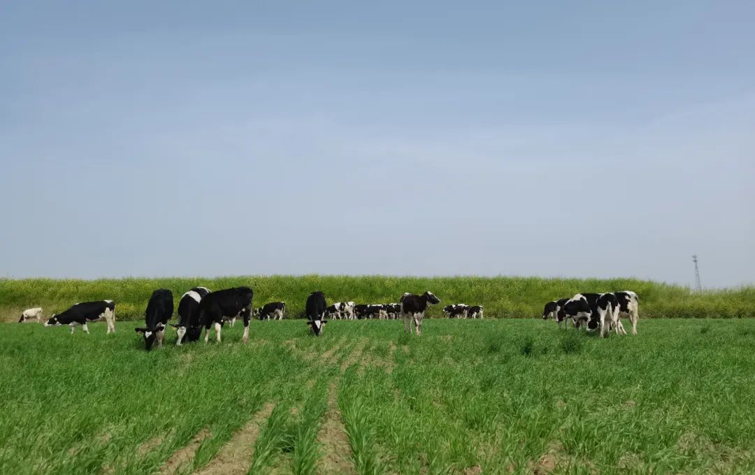 繼往開(kāi)來(lái) · 再創(chuàng)輝煌 | 花花牛乳業(yè)集團(tuán)召開(kāi)9月?tīng)I(yíng)銷(xiāo)、養(yǎng)殖及飼料月度經(jīng)營(yíng)工作會(huì)議