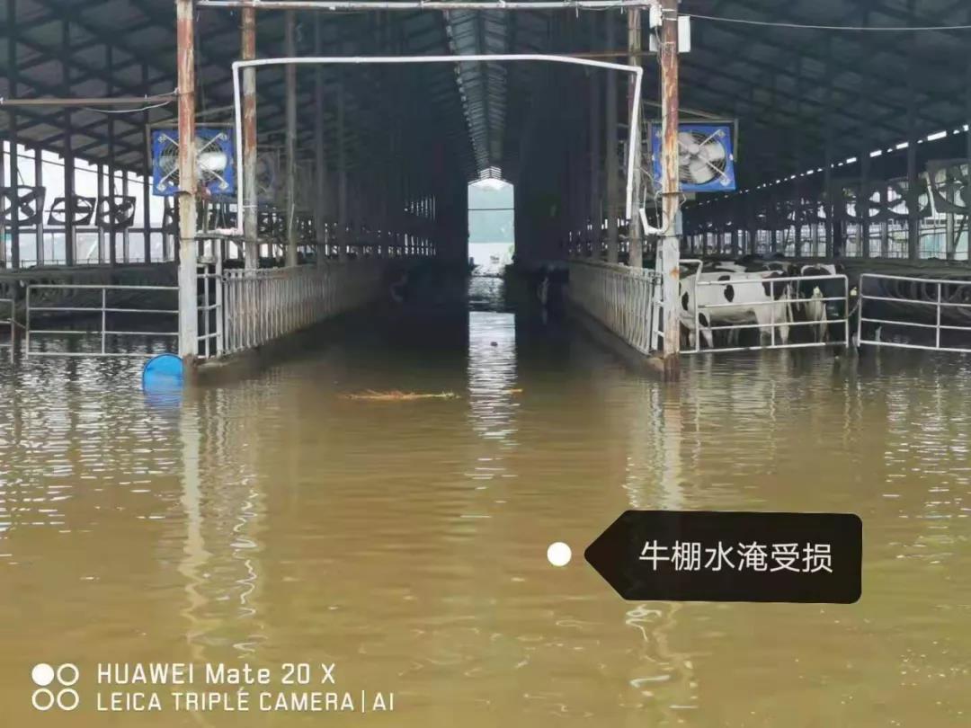 【乳報·聚焦】“豫”難而上的中原牛人“太中了”！