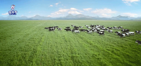 榮譽 | “百家牛場青貯質(zhì)量評鑒活動”花花牛新蔡瑞亞牧業(yè)、河南合源乳業(yè)分別榮獲一、三等獎