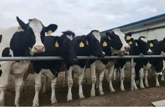 省委書記王國(guó)生到河南花花牛乳業(yè)集團(tuán)·新蔡瑞亞牧業(yè)有限公司調(diào)研 省委書記王國(guó)生到河南花花牛乳業(yè)集團(tuán)·新蔡瑞亞牧業(yè)有限公司調(diào)研